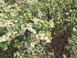 Erica afra abundance